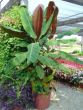 Musa 'Bordelon'